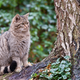 Illustration for article titled Caturday - Felis silvestris silvestris Edition